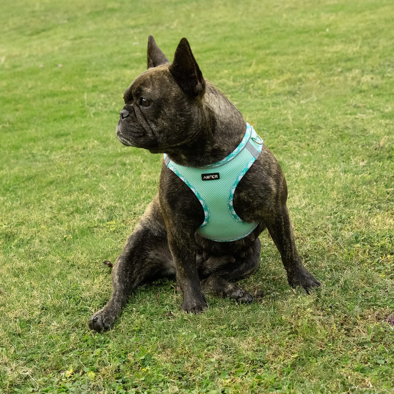 AMTOR Small Dog Harness with Leash Set, No Escape Easy Walk Puppy Harnesses for Training Walking, Step-in Reflective Soft Dogs Vest for XS S Medium Extra-Small Large Sized Dog(Green,S) Small(Chest:13"-15") Green - PawsPlanet Australia
