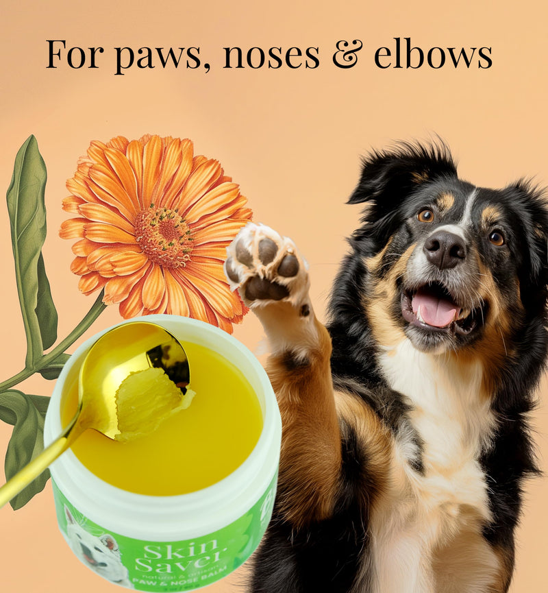 Paw & Nose Balm - All Natural & Vegan Skin Saver for Dogs & Cats - Paw Cream & Lotion for Protecting Dry Paws, Noses & Elbows (2 oz / 60 g Jar) 2 oz / 30 g Jar - PawsPlanet Australia