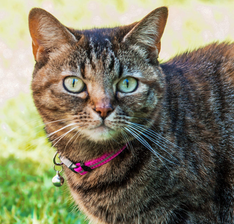 Rogz Reflective Nylon Cat Collar with Breakaway Clip and Removable Bell, fully adjustable to fit most breeds, Pink 3/8" Small