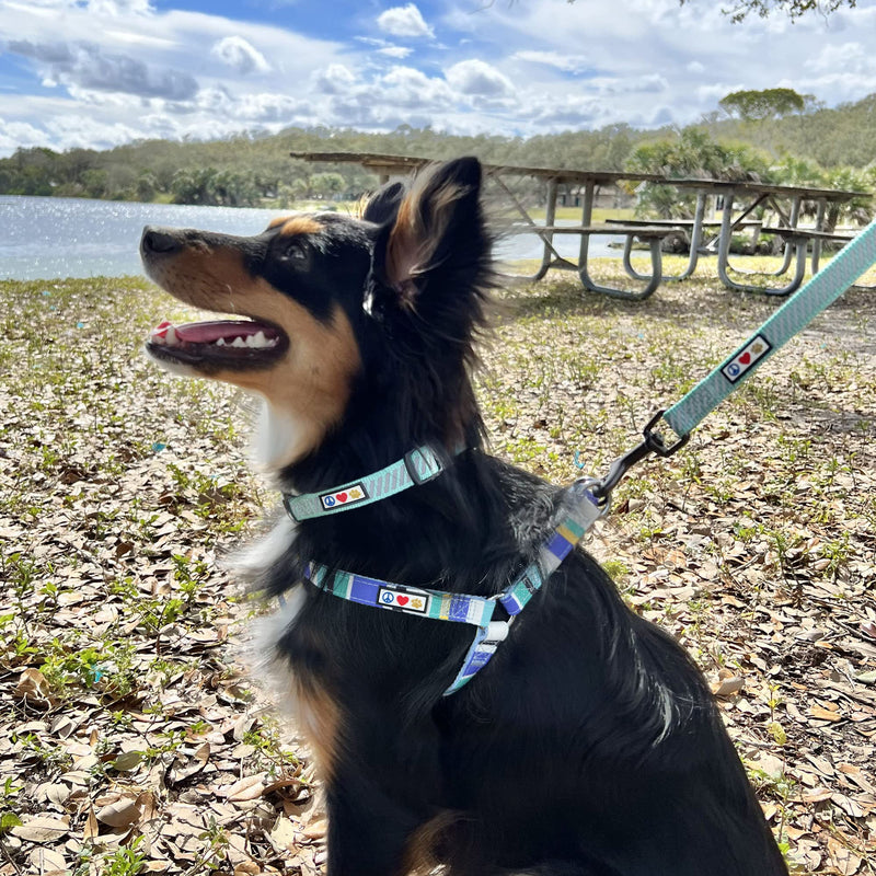 Pawtitas Reflective Dog Collar for Dog and Puppies A High Visibility Collar with Reflective Bands | Adjustable Dog Collar Heavy Duty Perfect for Extra Small and Small Puppies - Teal XS Collar X-Small (Pack of 1)