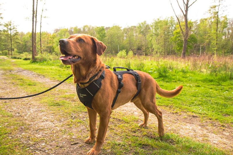 Mountain Paws 3-Strap Dog Harness | To Fit Chest Sizes 46–108cm, With Central Grab Handle And Reflective Piping Black Small - PawsPlanet Australia