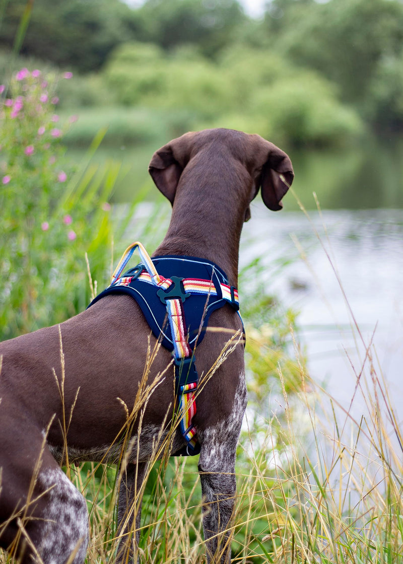 Rosewood x Joules Rainbow Stripe Dog Harness, Medium, Adjustable Padded Reflective Harness with Handle for Walking, Training & Control for Medium Dogs - PawsPlanet Australia