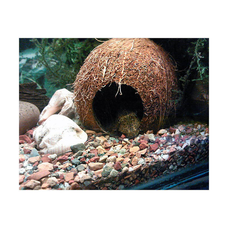 Coconut shelter for Aquarium Fish and Shrimp, ancistrus, pleco, a Ledge for Spider, Lizard, Snail, Frog, Turtle Platform, Habitat Made from Coconut Shell for Resting and Breeding - PawsPlanet Australia