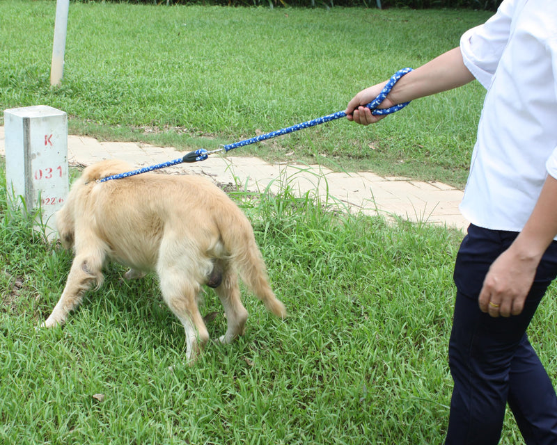 Durable Dog Leash for Small, Medium and Large Dogs - Heavy-Duty Nylon Leash for Comfort and Control - Perfect for Walking, Running, and Training (Blue, 4 Feet) Bone Blue - PawsPlanet Australia