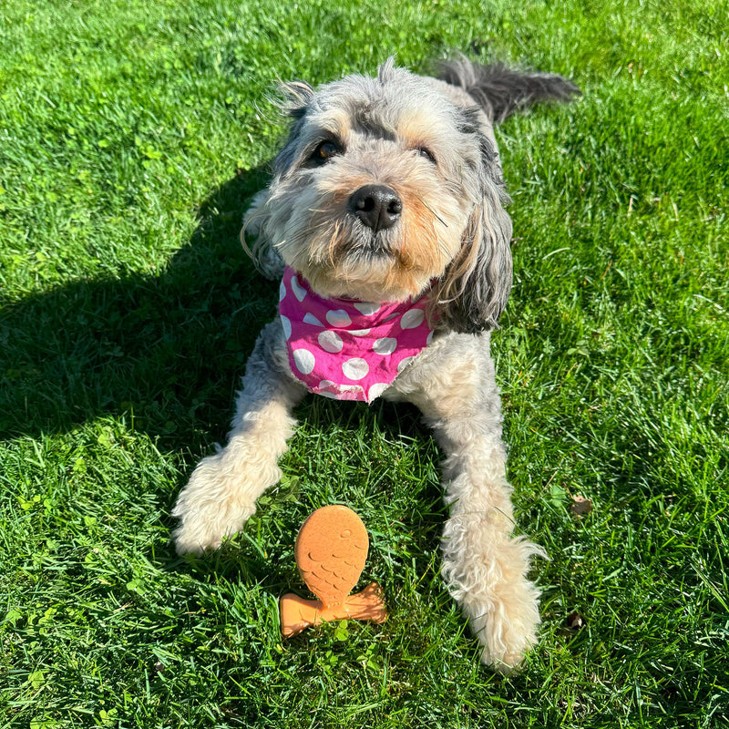 SPOT Bam-Bones Fish - Made with Strong Bamboo Fiber, Durable Long Lasting Dog Bone for Light to Moderate Chewers, Great Chew Toy for Adult Dogs & Teething Puppies under 30lbs, 5.5in, Salmon Flavor - PawsPlanet Australia