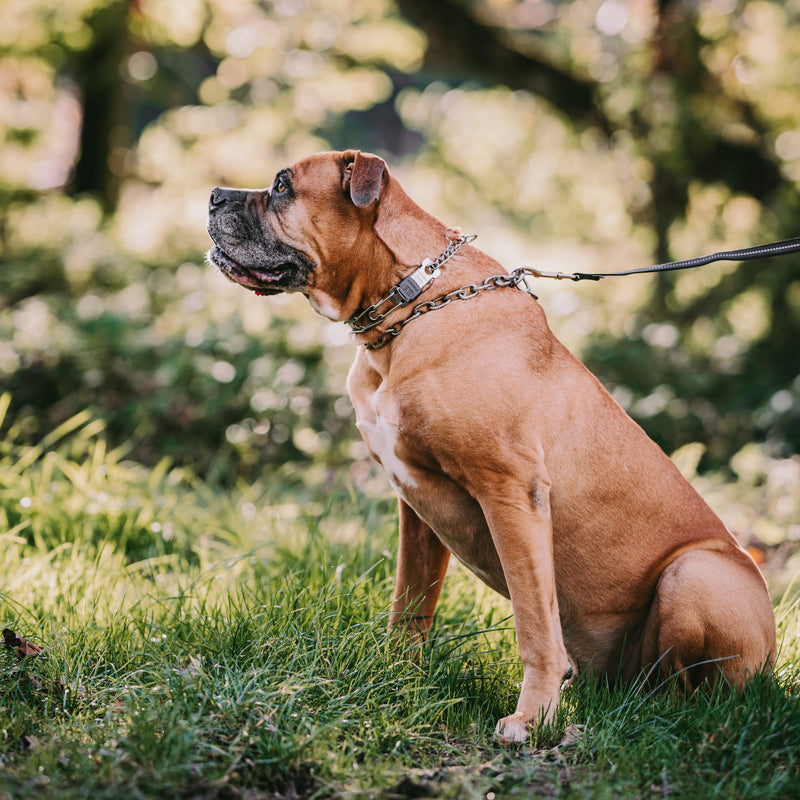 Herm Sprenger Stainless Steel Dog Collar with Quick Release ClicLock Buckle for Small Medium Large Dogs Training Collar for Dogs Made in Germany (23in x 3.2mm) 23in x 3.2mm (neck size up to 19in) - PawsPlanet Australia