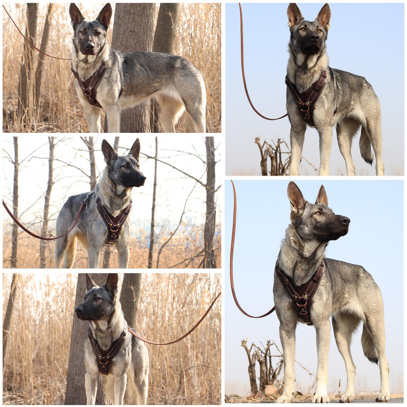 PET ARTIST Adjustable Premium Leather Dog Harness for Large Dogs，with Strong Metal Buckles，Perfect for Daily Walking and Training，Doberman German Shepard Rottweiler Pit XL:Chest:29-36" - PawsPlanet Australia