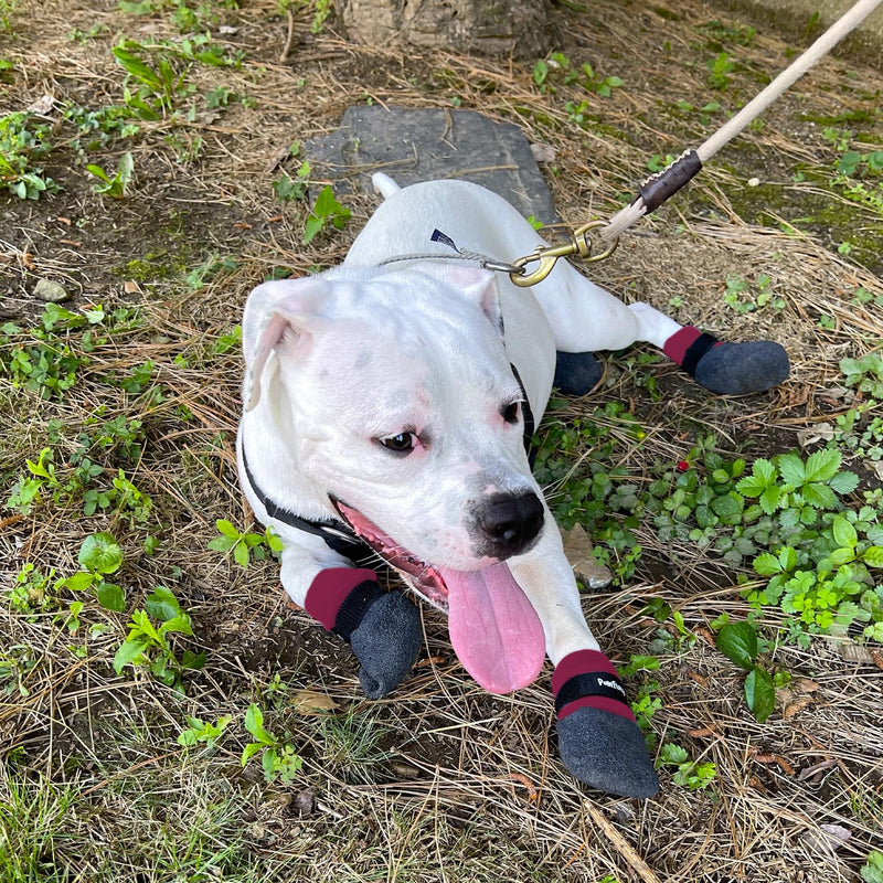 Double Dipped Thick Textured Waterproof Cotton Dog Socks | PawFlex Comfy Pawz Soft Indoor/Outdoor Pet Booties | Non-Slip Silicone Grip at Inner Wrist for No Twisting or Sliding Off| Adjustable Strap Fuchsia Small - PawsPlanet Australia