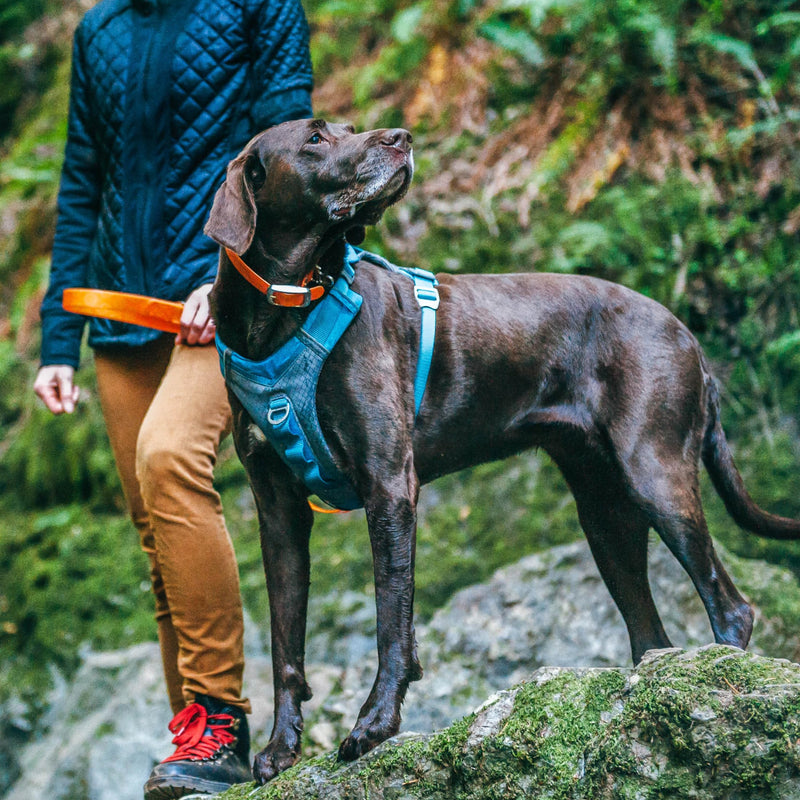 Kurgo Journey Air Dog Harness - Secure Fit for Active Dogs - Padded Chest - Lightweight Ripstop Fabric - Breathable Mesh - Reflective Trim - Back Assist Handle - Coral - Large