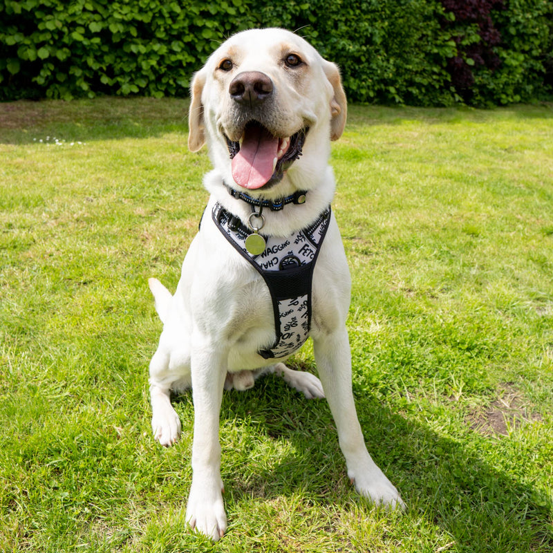 Battersea Dog Harness XL - PawsPlanet Australia