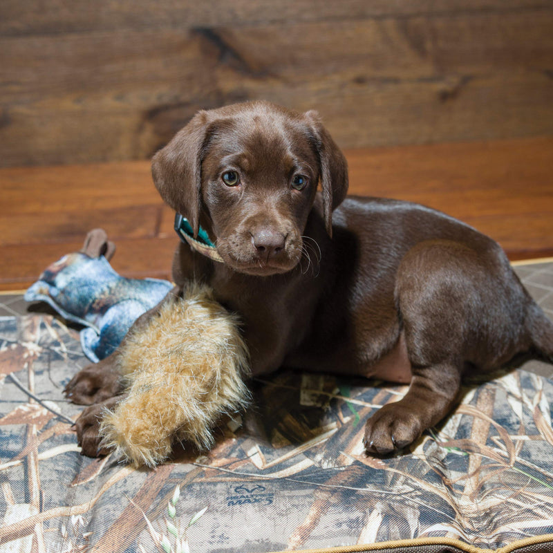 Browning Pet Toys, Durable Dog Toys for Tug and Fetch Squirrel Squeaker Toy