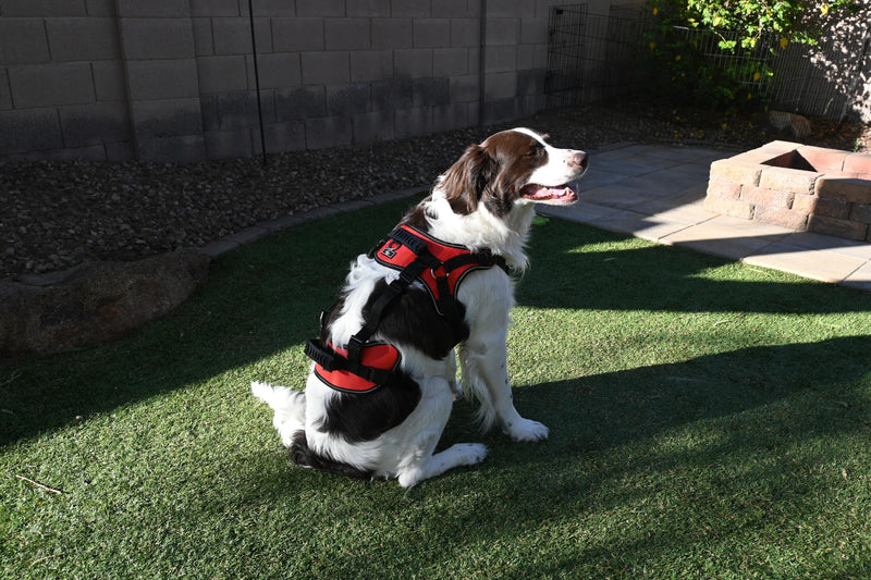 Doggie Stylz Multi-Functional Full-Body Lifting Dog Harness Vest, Designed for Front-Only, Rear-Only or Full-Body Dog Lifting. Please Measure Your Dog Before Ordering. Girth 25-33" Red - PawsPlanet Australia