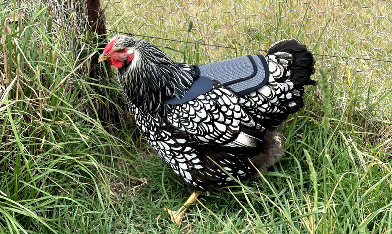 DOWN UNDER OUTDOORS Chicken Saddle with Adjustable Straps for Medium and Large Hens, Chicken Apron, Poultry Saver, Pet Supplies, Including Shoulder Cover (Grey Mesh) Grey Mesh - PawsPlanet Australia