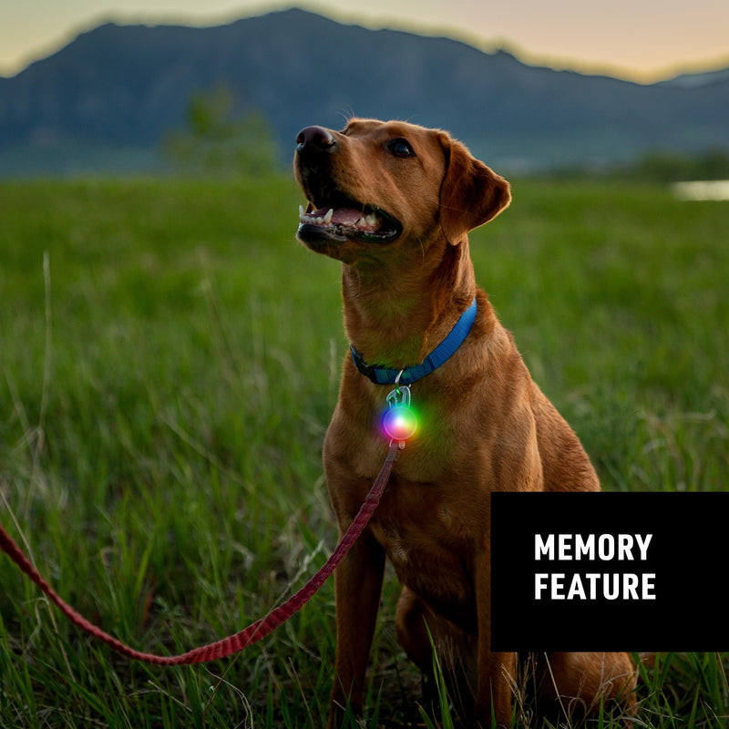 Nite Ize SpotLit - LED Dog Collar Light Clip for Safety - Dog Collar Light with Stainless Steel Carabiner Clip - USB Rechargeable LED Light Clip Keychain - Disc-O Tech-Rechargeable - PawsPlanet Australia