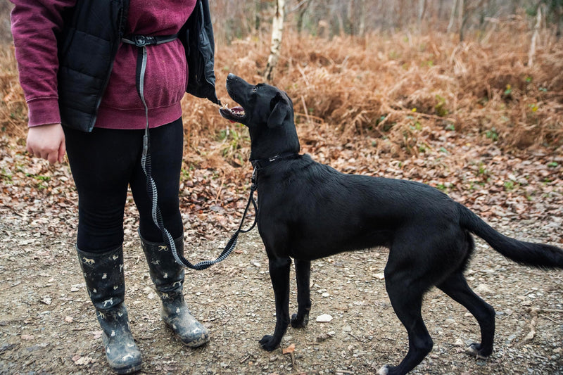 Mountain Paws Running Dog Lead | Hand-held Or Waist Mounted With Soft Grip Neoprene Handle, 1.4 Metres - PawsPlanet Australia