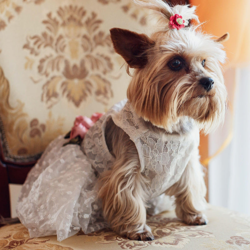 Fitwarm Luxury Rose Lace Pet Dog Weddding Dress Bride Clothes Formal Apparel, Medium White