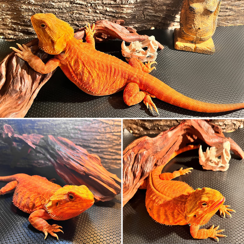 Bearded Dragon Tank Accessories, Reptile Carpet Bedding, Non-Adhesive Reptile Mat Warming Reptile Terrarium Carpet Substrate liner for Leopard Gecko, Snake, Lizard, Tortoise, Iguana Black(18"x36") 18x36" Black - PawsPlanet Australia