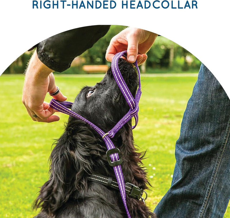 Extra-Wide Anti Pull Dog Headcollar - Trainer Approved - Soft & Gentle Control - Practical Dog Training & Behaviour Aid - Right Hand - UK Made - Doesn't Include Lead - Red Large | X-Wide