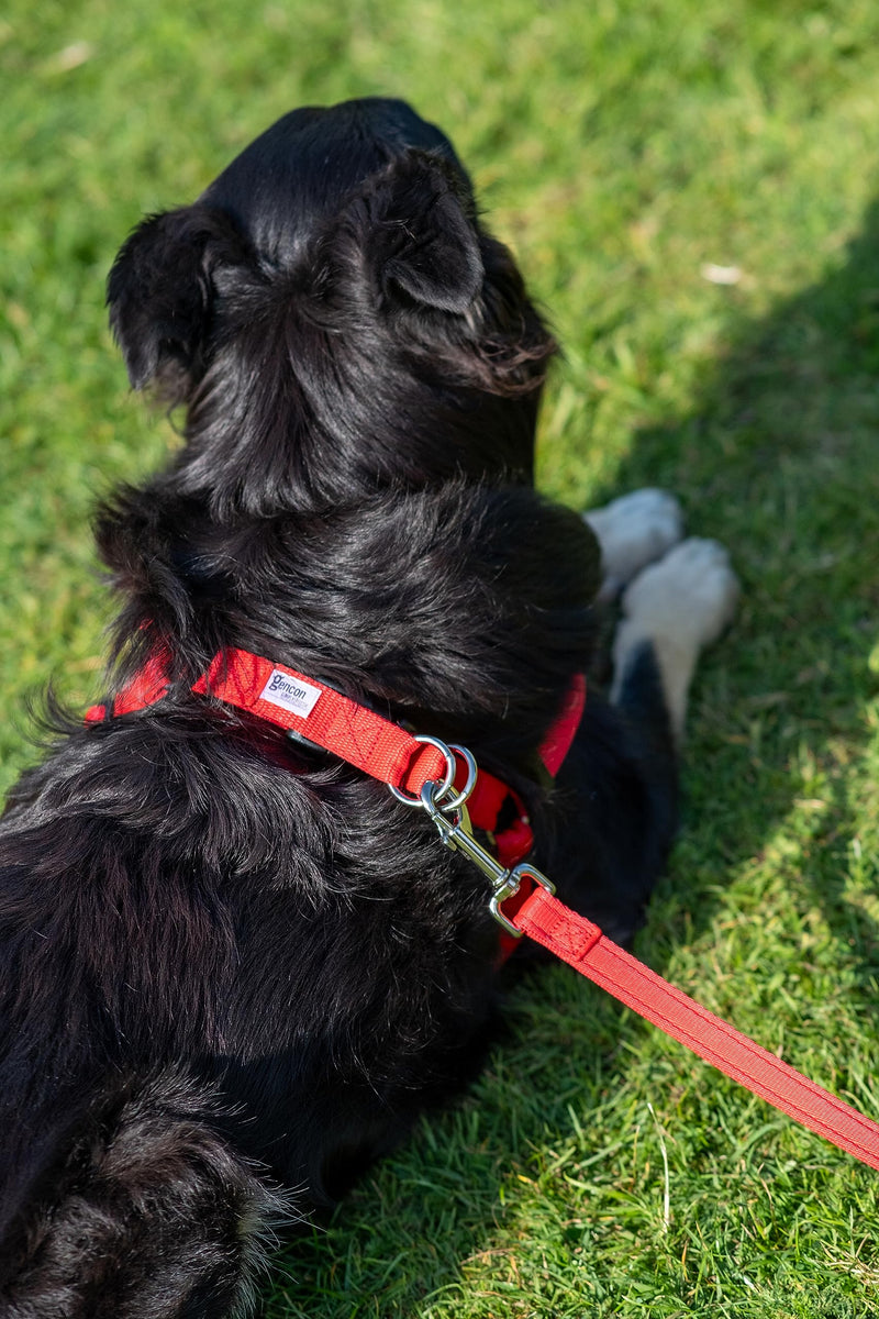 Walk-Through S/M Dog Harness - Soft, Gentle & Secure - Adjustable Fit, Single Lead Attachment Practical Dog Training & Behaviour Aid - Made in Britain - Purple - PawsPlanet Australia