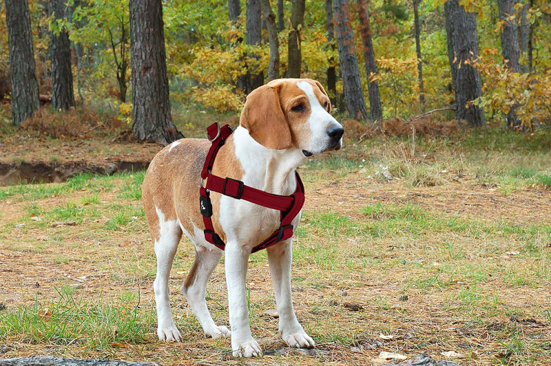 Kruz No Pull Dog Harness (Chest 21”-30”, Weight 22-53 lbs) Heavy-Duty Pet Harness for Medium Breeds, Ultra-Comfort Fit, Lifetime Durability, Adjustable Dog Harness No Pull Design (Red, Medium) Red - PawsPlanet Australia