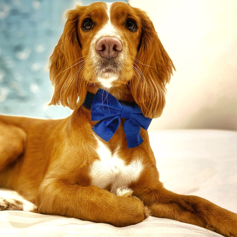 Royal Blue Velvet Dog Adjustable Collar Bowtie – Luxury Velvet Collar with Detachable Bow Tie and Gold Safety Buckle for Dog or Puppy (Extra Small) Extra Small
