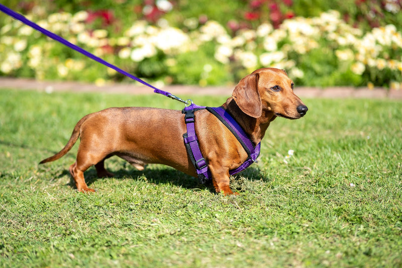 Airmesh Medium Dog Harness - Lightweight, Breathable & Adjustable - Two Lead Attachment Points - Practical Dog Training & Behaviour Aid - Made in Britain - Black - PawsPlanet Australia