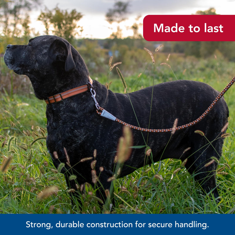 Coastal Pet K9 Explorer Reflective Braided Rope Snap Dog Leash - Heavy-Duty Leash - Comfortable & Secure Grip - Reflective Cord & Rugged Gunmetal Hardware - Orchid, 06' - PawsPlanet Australia