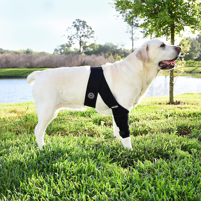 Large Breathable Dog Knee Brace for Torn ACL Legs - Easy to Use, Neoprene Dog Leg Braces for Back Leg - ACL Brace for Dogs, Helps Reduce Pain and Heal Injuries - PawsPlanet Australia