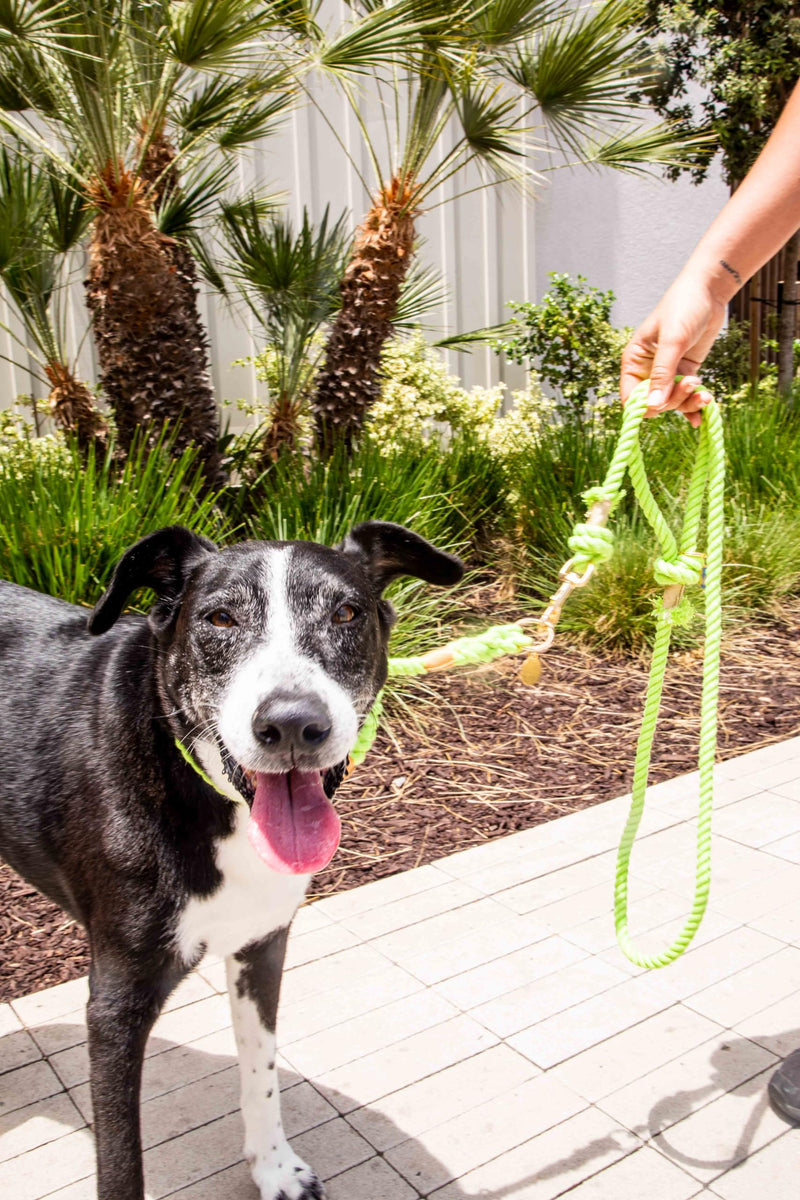Glow Pups Slip Lead Dog Collar, Ombre Rope Training Collar with Gold-Colored Ring & Leather-Like Accents, Durable Construction, Adjustable Fit for Medium Dogs - Lime Green (Medium) - PawsPlanet Australia