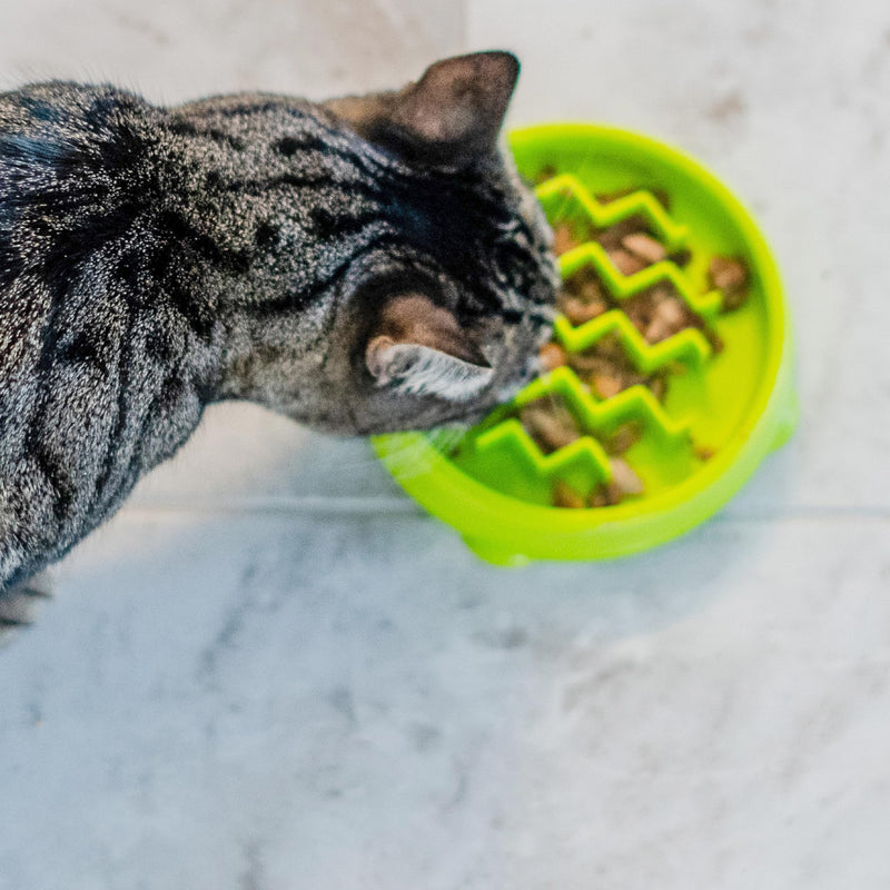 Catstages Kitty Slow Feeder Cat Bowl, Green Green Bowl - PawsPlanet Australia