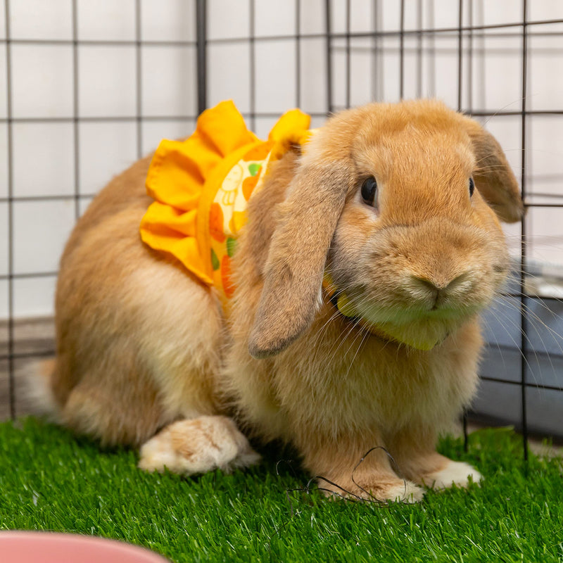 Rabbit Harness and Leash for Walking Escape Proof - Cute Carrot Pattern Mesh Breathable Bunny Vest Harness Outdoor Camping Hiking Training - Also Suit for Ferret Kitten Puppy Small Animals S (neck:5.5"-7" chest:7"-9.8") Yellow - PawsPlanet Australia