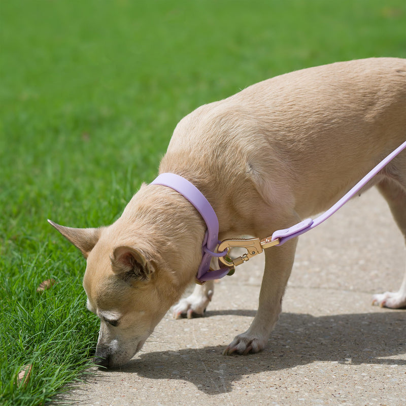6ft Dog Leash, Dog Collars, Poop Bag Dispenser, & Dog Poop Bag Included. Waterproof Leash for Medium Dogs, with Heavy Duty Nylon PVC. Use as Puppy Collar and Leash (Purple, Medium) Purple - PawsPlanet Australia