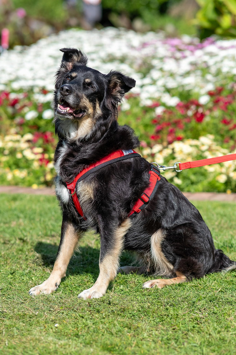 Airmesh Medium Dog Harness - Lightweight, Breathable & Adjustable - Two Lead Attachment Points - Practical Dog Training & Behaviour Aid - Made in Britain - Black - PawsPlanet Australia