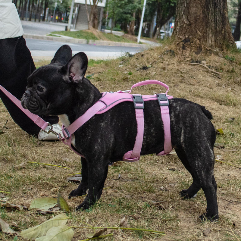 Escape Proof Dog Harness and Leash Set, Lightweight Dog Harness with Lift and Assist Handle, No Pull Reflective Pet Vest for Small Medium Dogs, Ideal for Puppy Walking and Training (Pink, M) Pink (Harness+Leash) - PawsPlanet Australia