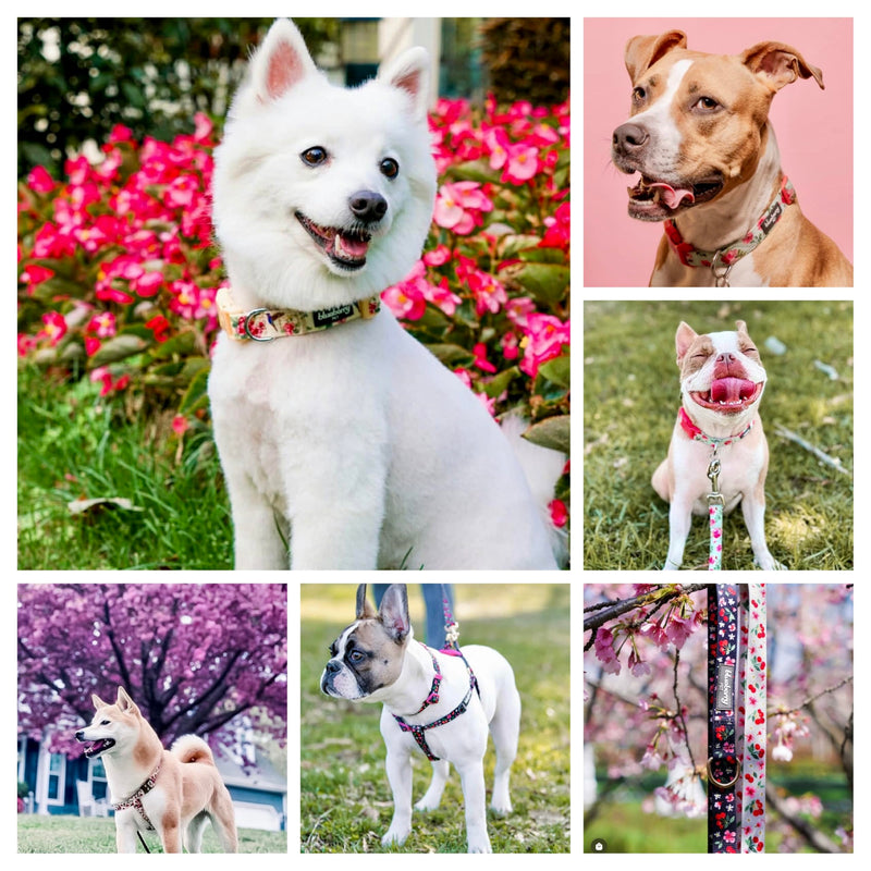Blueberry Pet Essentials Spring Scent Inspired Garden Floral Adjustable Dog Collar in Baby Pink, Large, Neck 18"-26"