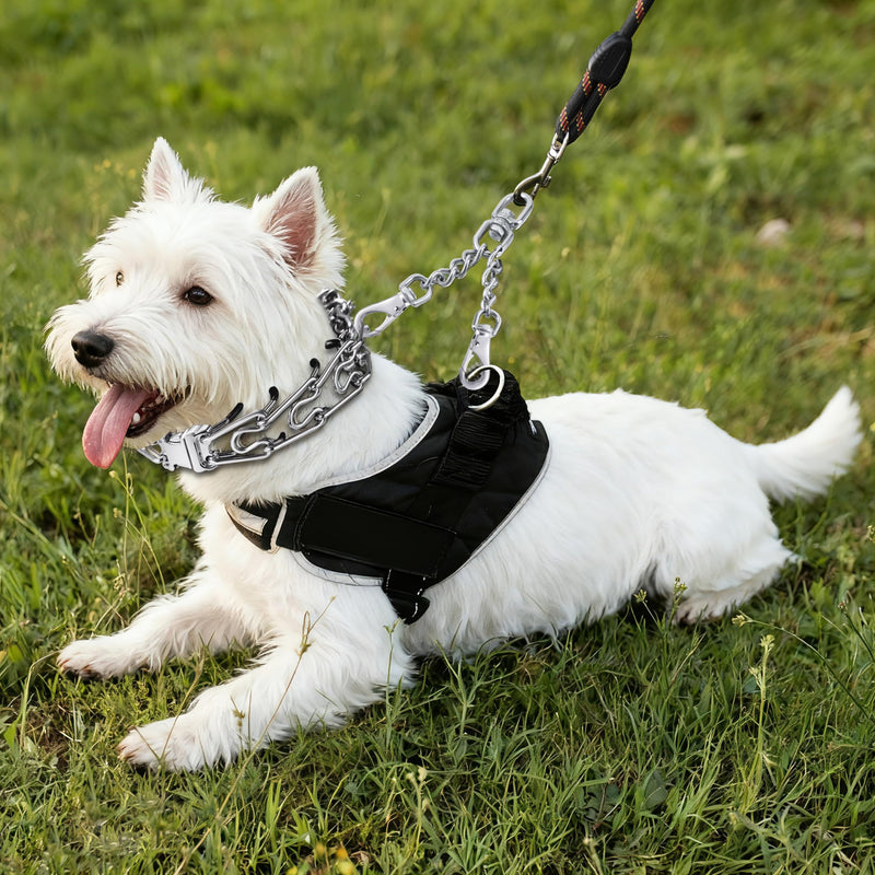 Leash Backup with Dual Clasps Prong Collar Safety Clip Stainless Steel Dog Safety Clip Collars and No Pull Harness Connectors - PawsPlanet Australia