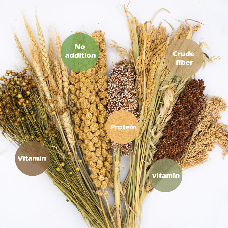 Natural Ear of Grain Flower&Herb Bedding Mate Habitat Decor, Adding Fun Hamster Accessories for Hamsters Gerbils Lemming Harvest Wind - PawsPlanet Australia