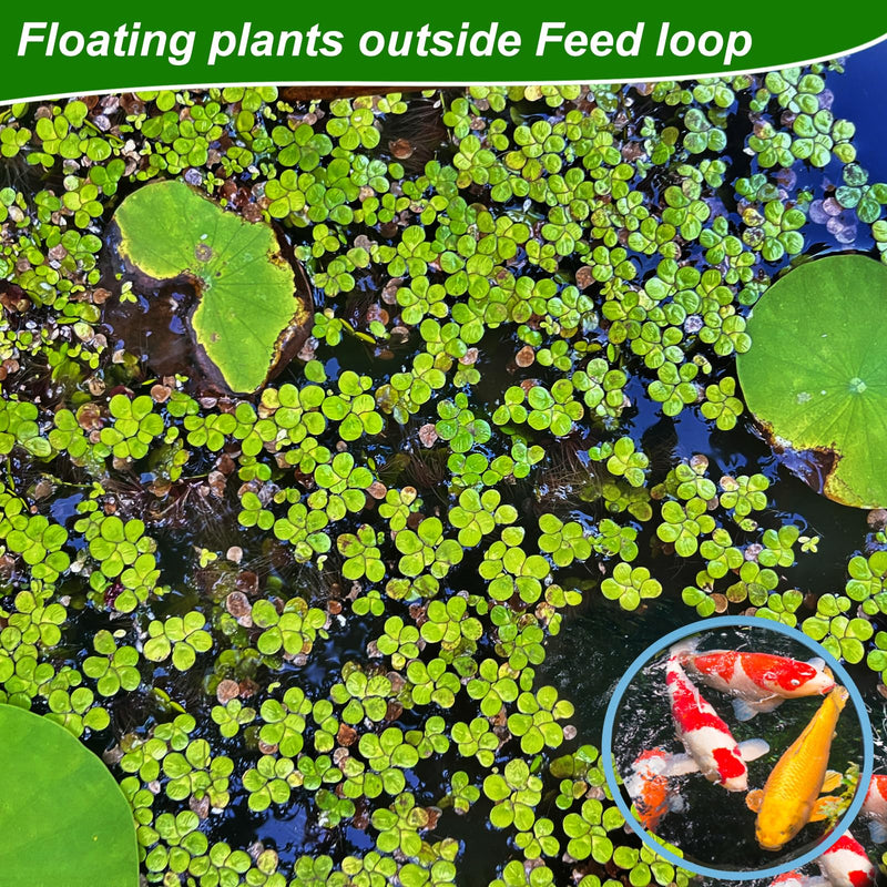 5pcs Aquarium Floating Plant Rings, Foam Round Fish Feeding Rings 5 Size Floating Plant Corral Fish Tank Food Ring Keep Floating Plants in Place (Blue) - PawsPlanet Australia