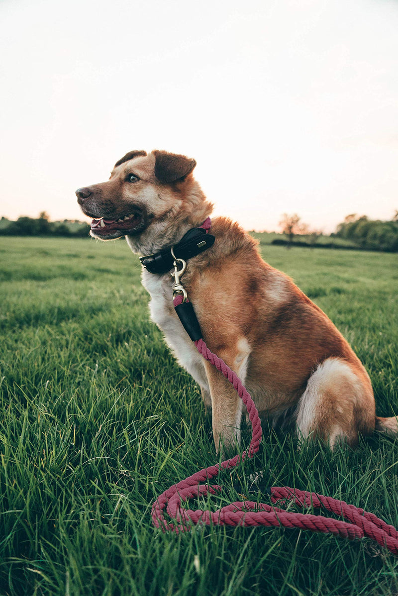 Embark Pets Country Dog Rope Collar - Braided Cotton and Rolled Leather Dog Collar for Small Dogs - Durable Dog Collars for Small Dogs and Strong Build for Training, Walking, Running (Small, White) Bordeaux Red - PawsPlanet Australia