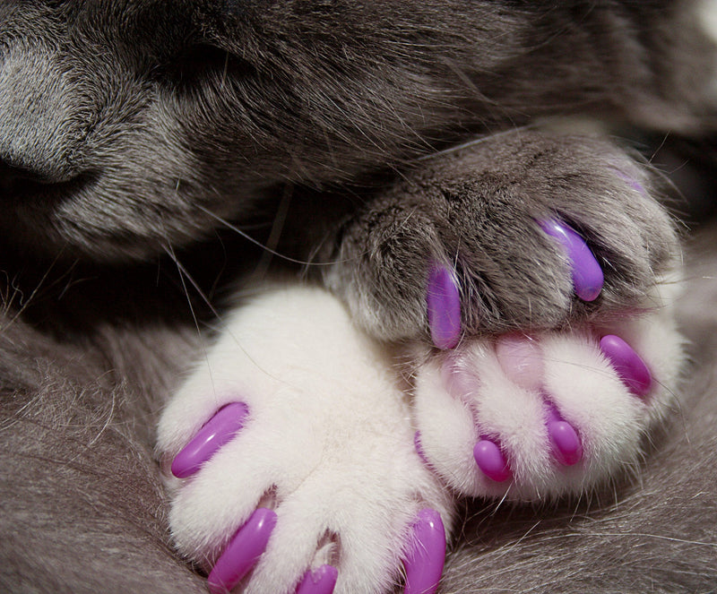 Kitty Caps Nail Caps for Cats | Hot Purple & Hot Pink, 40 Count, Large - 3 Pack | Safe, Stylish & Humane Alternative to Declawing | Covers Cat Claws, Stops Snags and Scratches Large (13 lbs or greater) 3-Pack - PawsPlanet Australia