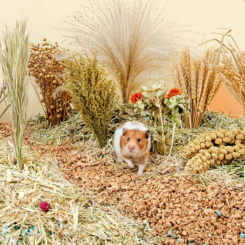 Natural Ear of Grain Flower&Herb Bedding Mate Habitat Decor, Adding Fun Hamster Accessories for Hamsters Gerbils Lemming Harvest Wind - PawsPlanet Australia