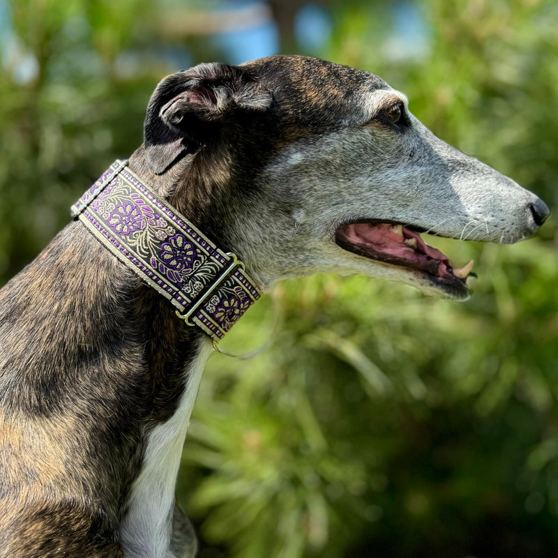 Martingale Dog Collar for Greyhound Saluki Whippet and Other Breeds with Similar Neck 2" Wide (M 11''-14'') M 11''-14''