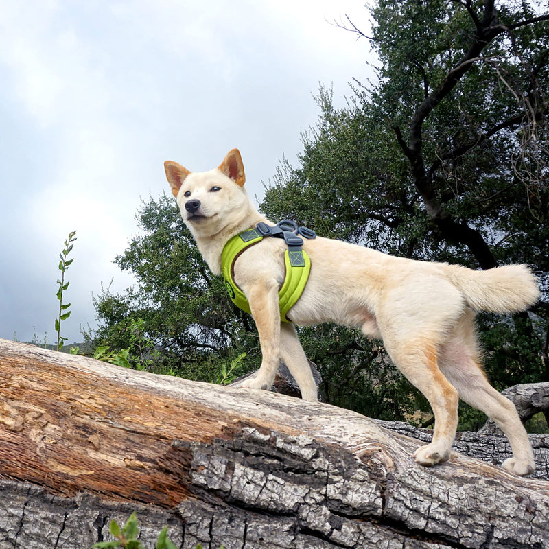 Gooby Escape Free Memory Foam Harness - Green, Large - No Pull Step-in Small Dog Harness with Four Point Adjustment - Perfect on The Go Dog Harness for Medium Dogs No Pull and Small Dogs Large Chest (16.5~24.25") - PawsPlanet Australia