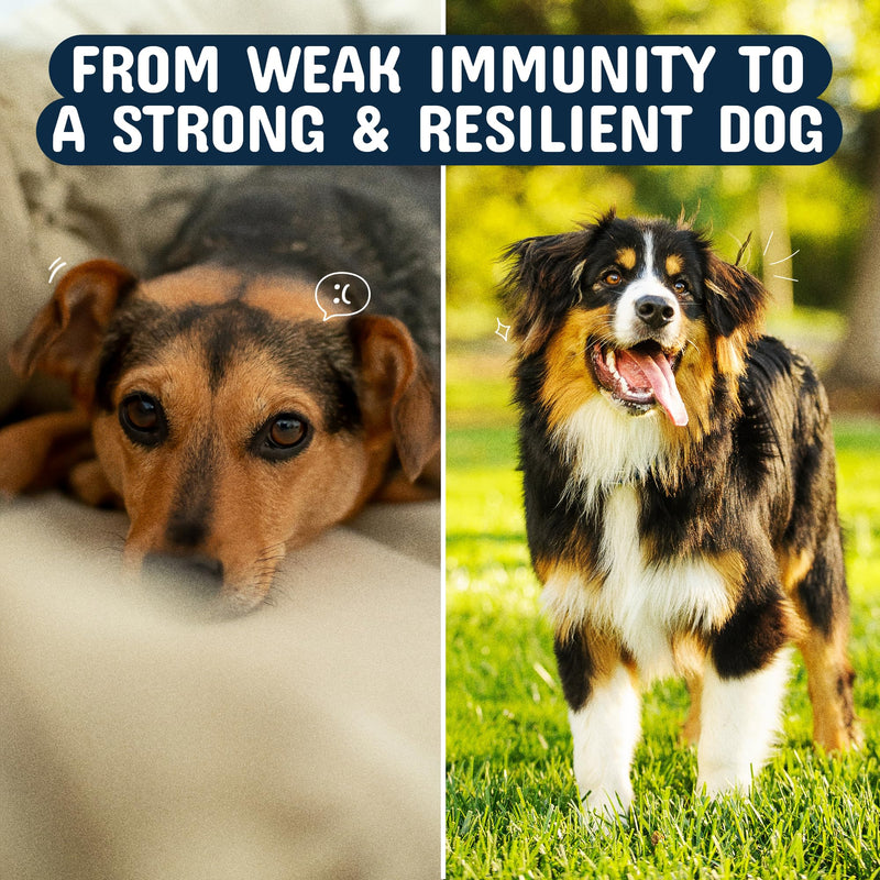 Pets are Kids Turkey Tail Mushroom for Dogs with Organic Real Turkey Tail™ - 8:1 Extract Mushroom Chews for Lumps & Bumps, Immunity, Gut, Skin, Joint & Spine Support - Reishi, Lion’s Mane - 120 Chews - PawsPlanet Australia