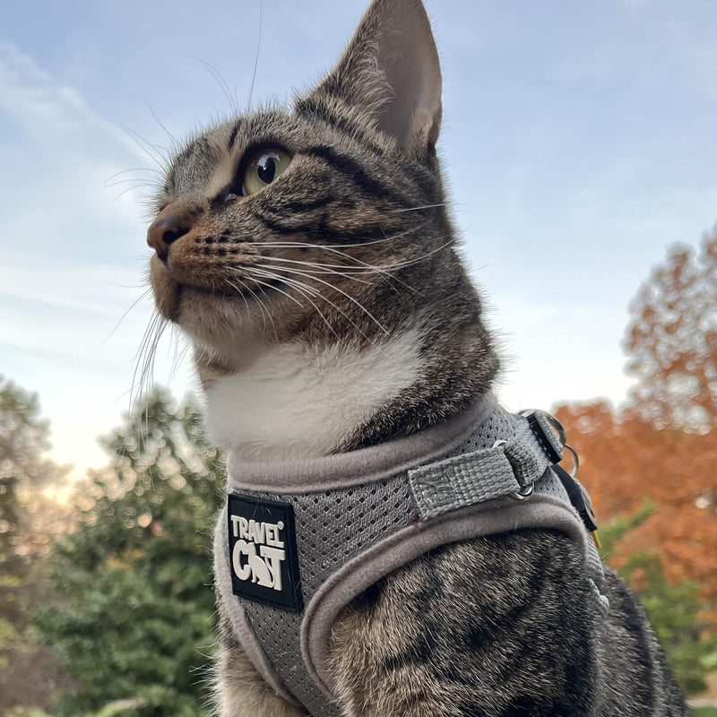 Travel Cat Harness and Leash Set - Adjustable Fit Mesh Cat Harness and Reflective Strap - Comfort Walking Vest for Kitten for Outdoor Walking, Hiking (Small, Grey) Small - PawsPlanet Australia