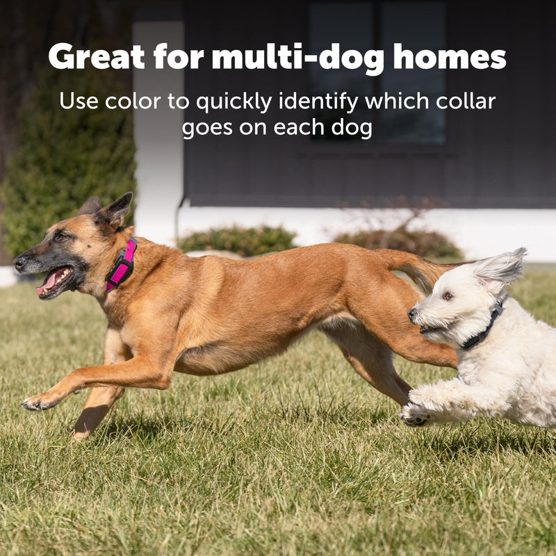 PetSafe Replacement Strap for Guardian GPS 2.0 Dog Fence + Tracking Collar, Made with Soft-Touch Nylon for Enhanced Comfort and Long-Lasting Wear - Water-Wicking, Waterproof Material, Blue - PawsPlanet Australia