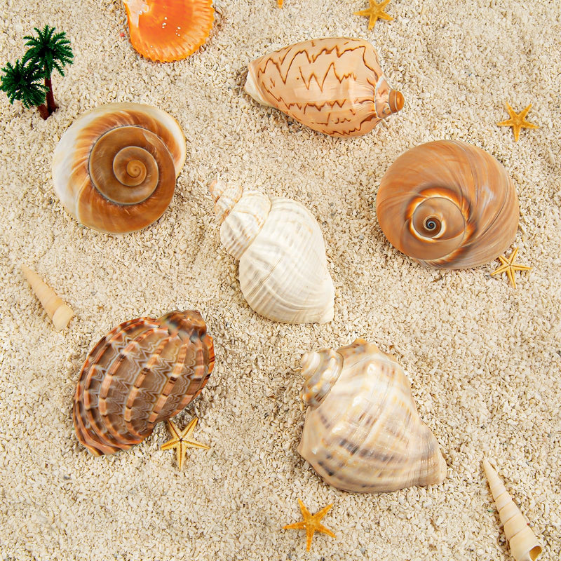 6PCS Large Hermit Crab Shells | Natural Sea Conch Size 3" - 3.5", Opening Size 1.5" - 2.5" | Turbo Seashells for Hermit Crab Supplies and Beach Decoration Large Sea Shell 6pcs Large Shells Size: 3" - 3.5" - PawsPlanet Australia