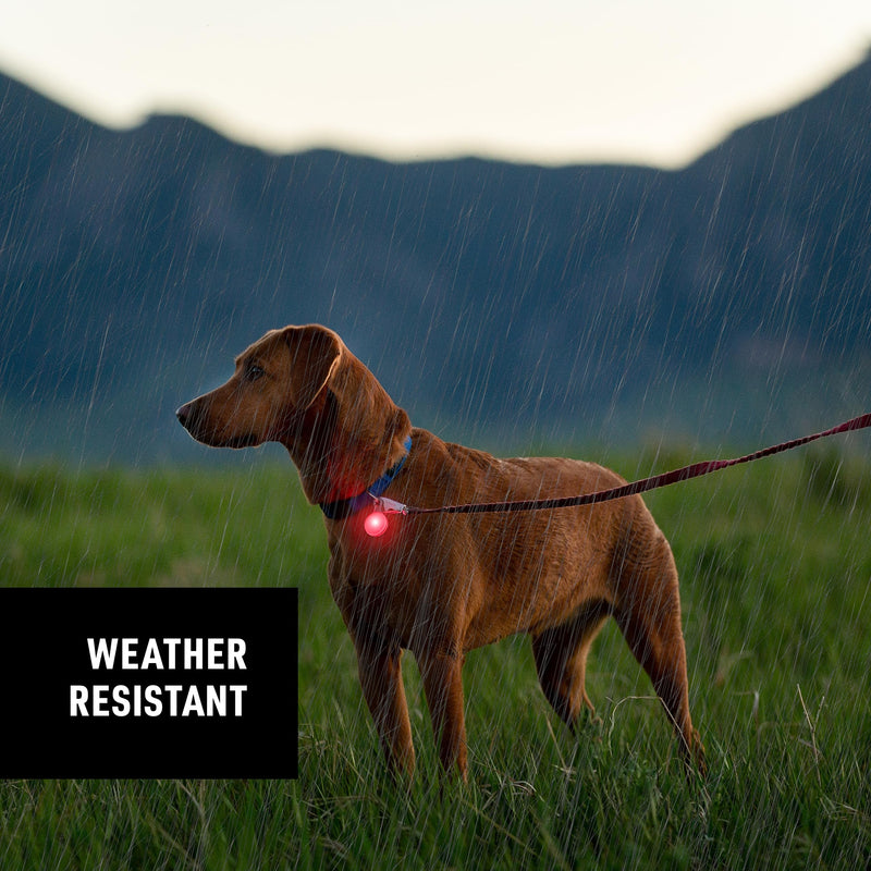 Nite Ize SpotLit - LED Dog Collar Light Clip for Safety - Dog Collar Light with Stainless Steel Carabiner Clip - USB Rechargeable LED Light Clip Keychain - Disc-O Tech-Rechargeable - PawsPlanet Australia
