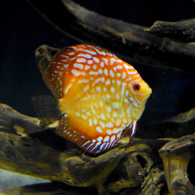 Seachem Discus Buffer 500gram,white. Adjusts pH to 5.8-6.8 500 g