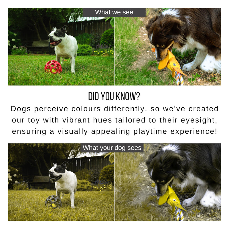 Flirt Pole for Dogs Heavy Duty - Multi-Sensory Tough Chase Toy for Medium & Large Breeds – Extra Strong 39" Dog Teaser Wand for Backyard Play, Training and Interactive Fun (Duck) Duck - PawsPlanet Australia